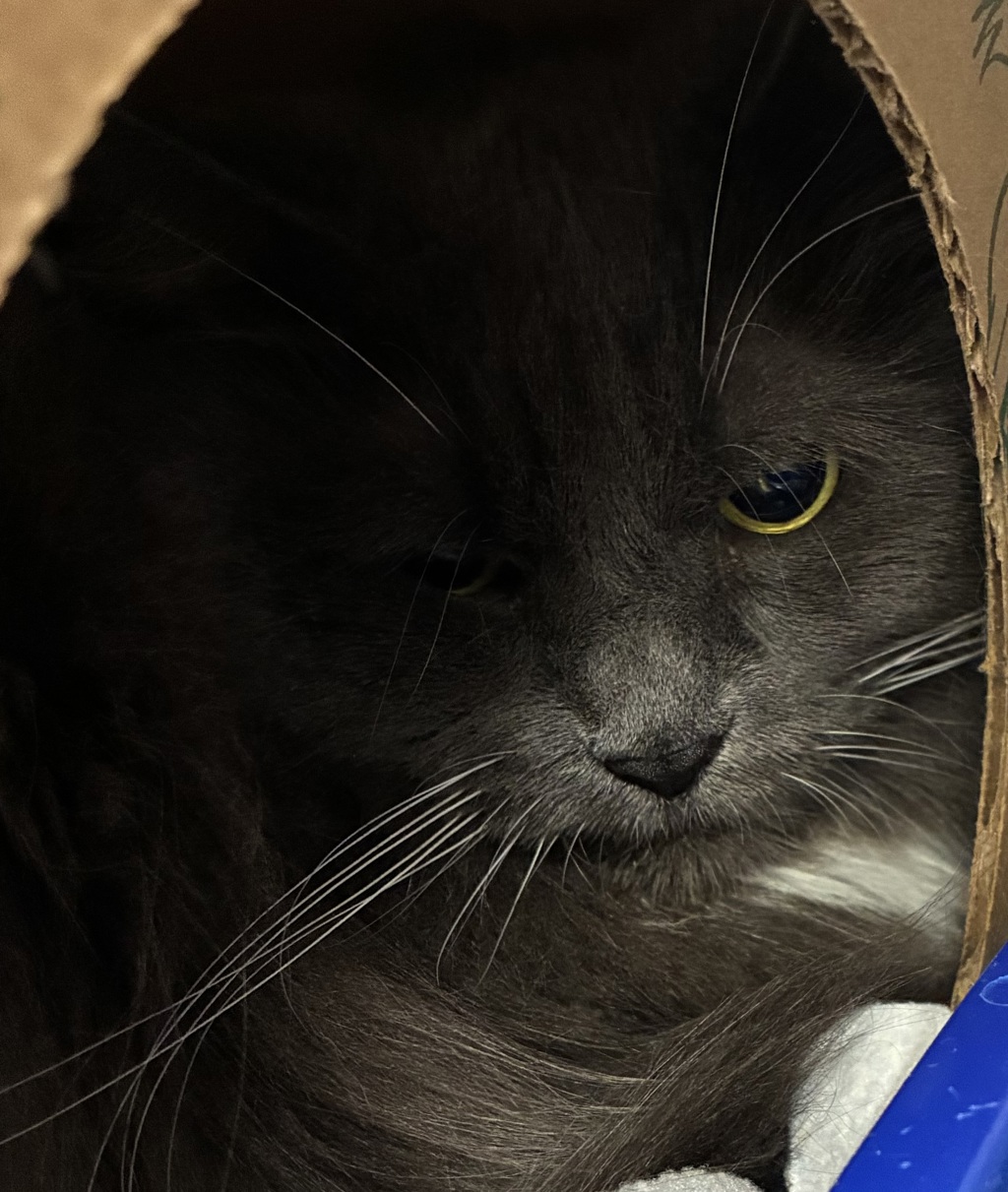 Shelter Stray Female Cat last seen OR, 1700 W Historic Columbia River Hwy, Troutdale, OR 97060, USA