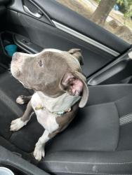 Lost Female Dog last seen Liberty grove and bent tree dr, Rowlett, TX 75089