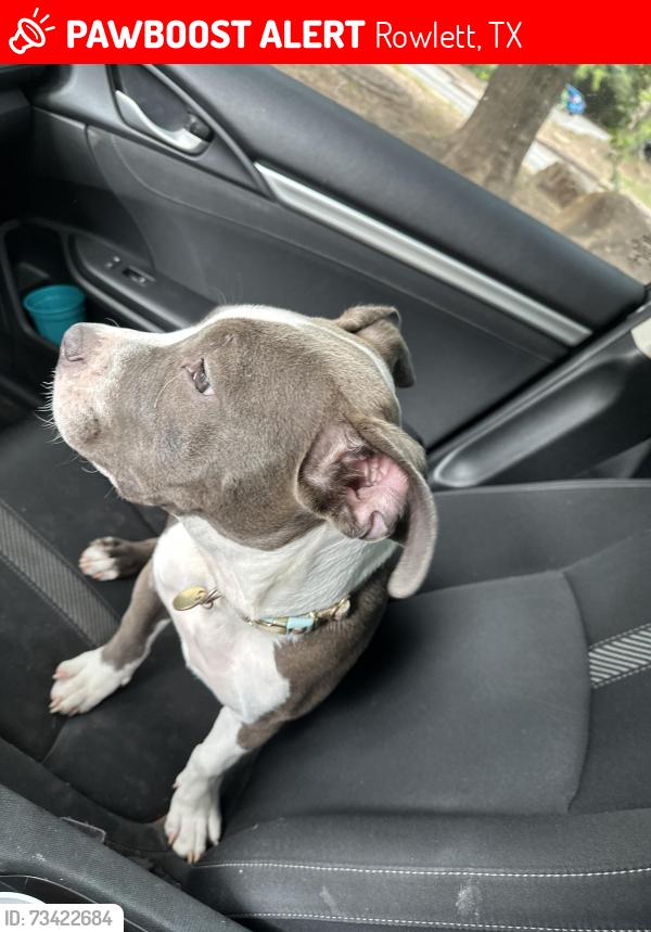 Lost Female Dog last seen Liberty grove and bent tree dr, Rowlett, TX 75089