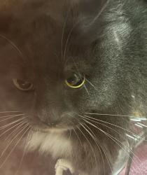 Shelter Stray Female Cat last seen OR, 1700 W Historic Columbia River Hwy, Troutdale, OR 97060, USA