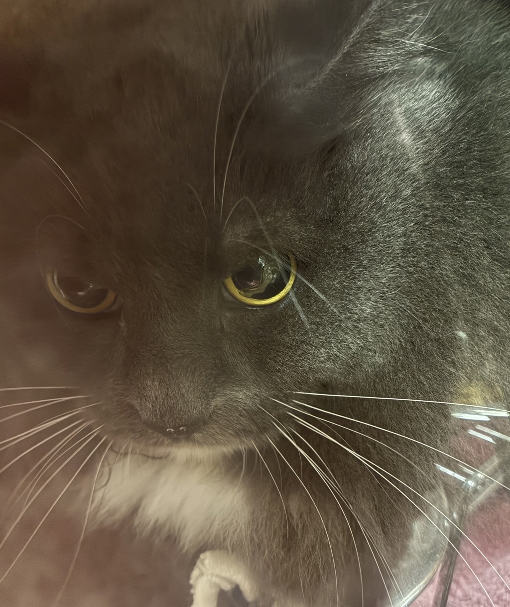 Shelter Stray Female Cat last seen OR, 1700 W Historic Columbia River Hwy, Troutdale, OR 97060, USA