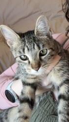 Reunited Female Cat last seen Boynton Street and South Street, Jamaica Plain, Boston, MA 02130