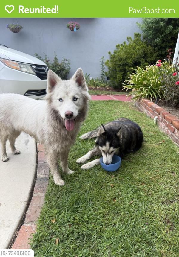 Reunited Unknown Dog last seen Valerio Street Elementary School, Los Angeles, CA 91405