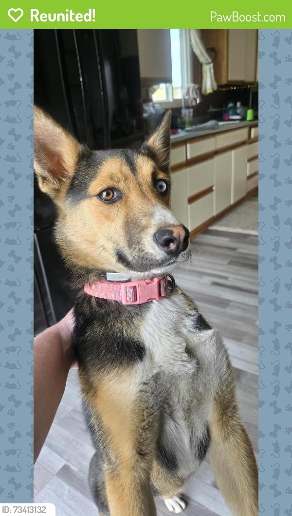 Reunited Female Dog last seen Doller general, Blooming Prairie, MN 55917