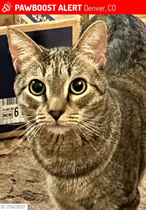 Lost Male Cat last seen Near S. Zurich Ct Denver, CO 80219, Denver, CO 80219