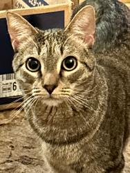 Lost Male Cat last seen Near S. Zurich Ct Denver, CO 80219, Denver, CO 80219