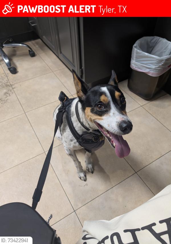 Lost Male Dog last seen Hill Street near the Rose Garden, Tyler, TX 75702