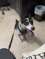 Lost Male Dog last seen Hill Street near the Rose Garden, Tyler, TX 75702