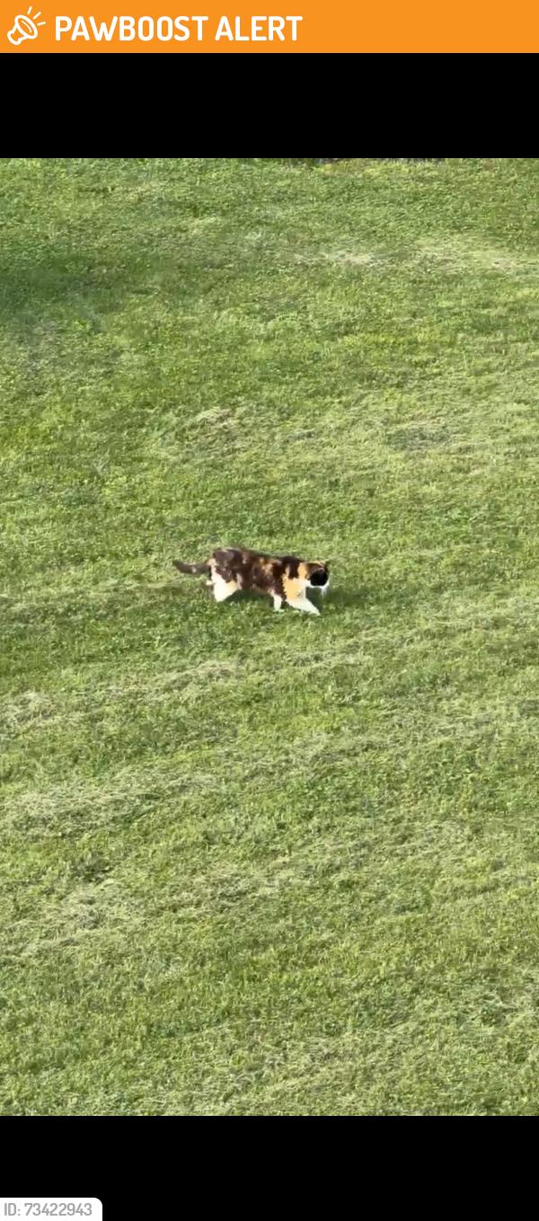 Found/Stray Unknown Cat last seen Galbraith Ave, West Norriton Township, PA 19403