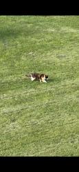 Found/Stray Unknown Cat last seen Galbraith Ave, West Norriton Township, PA 19403
