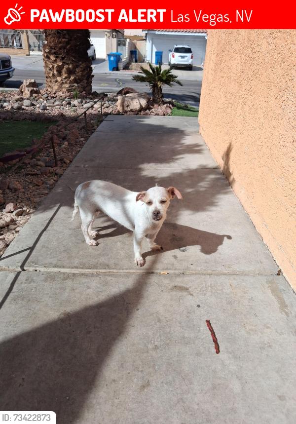 Lost Female Dog last seen Animal Foundation, Las Vegas, NV 89101