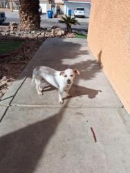 Lost Female Dog last seen Animal Foundation, Las Vegas, NV 89101