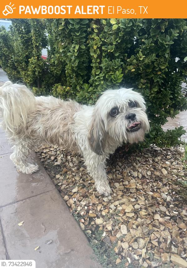 Found/Stray Male Dog last seen Eastlake middle school, El Paso, TX 79928