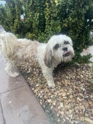 Found/Stray Male Dog last seen Eastlake middle school, El Paso, TX 79928