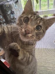Found/Stray Male Cat last seen Shannon Rd., Durham, NC 27707