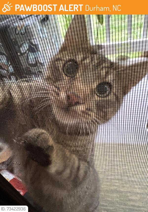 Found/Stray Male Cat last seen Shannon Rd., Durham, NC 27707