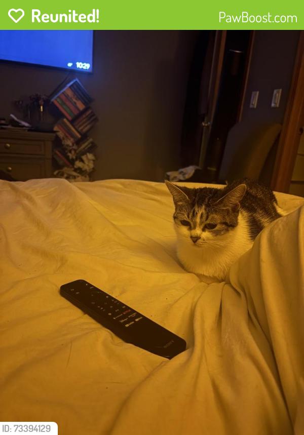 Reunited Female Cat last seen Caton farm subdivision, Plainfield, IL 60586