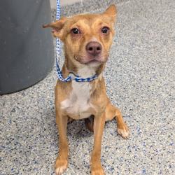 Shelter Stray Female Dog last seen , 328 Furman Hall Rd, Greenville, SC 29609, USA
