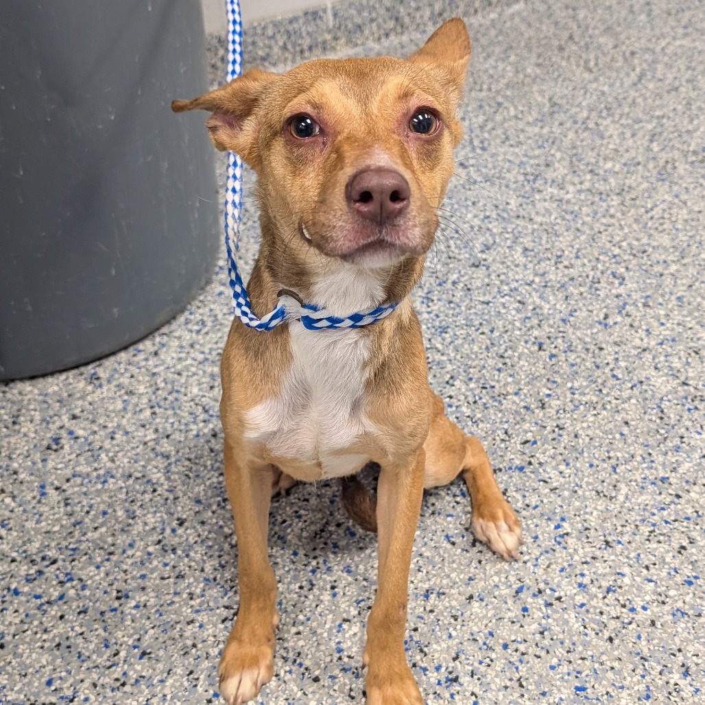 Shelter Stray Female Dog last seen , 328 Furman Hall Rd, Greenville, SC 29609, USA