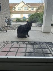 Found/Stray Unknown Cat last seen My hse?, Farmington, MN 55024