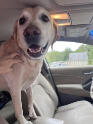 Reunited Male Dog last seen Woodside Creamery, North Star, DE 19711
