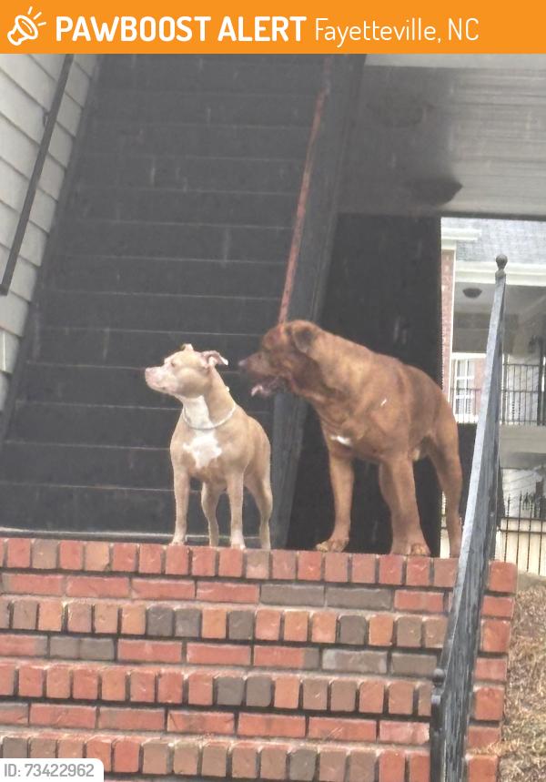 Found/Stray Unknown Dog last seen In Woodland Village cndmniums, Fayetteville, NC 28304