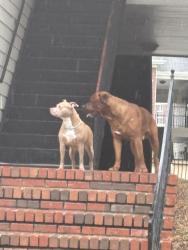 Found/Stray Unknown Dog last seen In Woodland Village cndmniums, Fayetteville, NC 28304