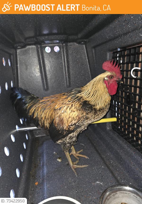 Found/Stray Male Bird last seen Bonita rd and Plaza Bonita rd, Bonita, CA 91902