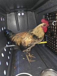 Found/Stray Male Bird last seen Bonita rd and Plaza Bonita rd, Bonita, CA 91902