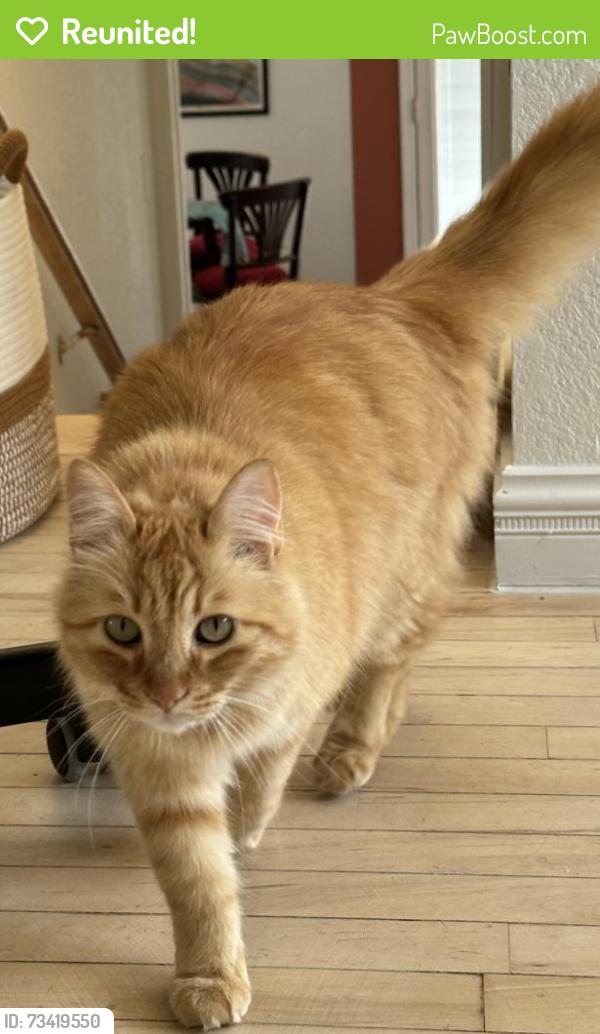 Reunited Male Cat last seen Near 56th Avenue, Oakland CA 94605, Oakland, CA 94605