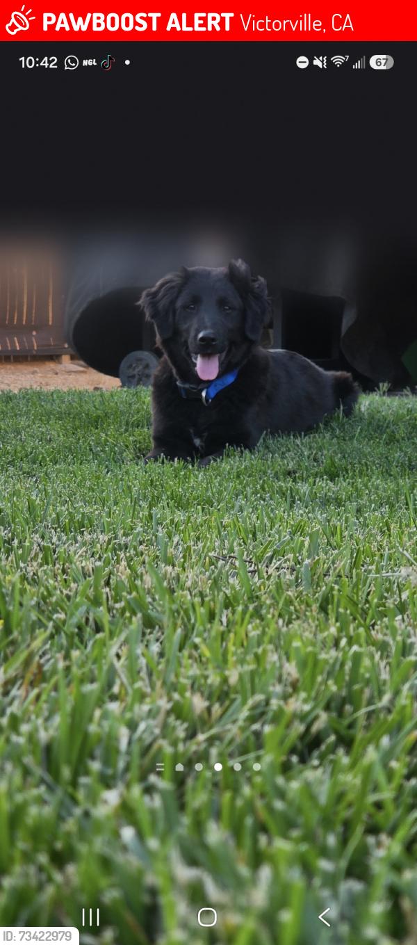 Lost Male Dog last seen Oak ct by hses and a school, Victorville, CA 92395