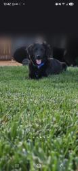 Lost Male Dog last seen Oak ct by hses and a school, Victorville, CA 92395