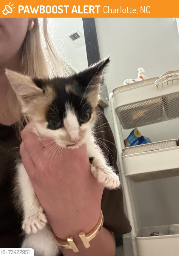 Found/Stray Female Cat last seen Cookout, Charlotte, NC 28217