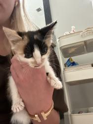 Found/Stray Female Cat last seen Cookout, Charlotte, NC 28217