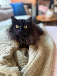 Reunited Female Cat last seen Pace Road Hiram, Hiram, GA 30141