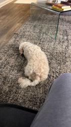 Reunited Male Dog last seen i dont know, Marietta, GA 30008