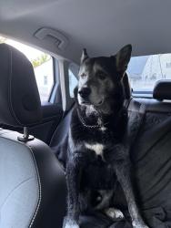 Found/Stray Unknown Dog last seen Craley Rd, Lower Windsor Township, PA 17366