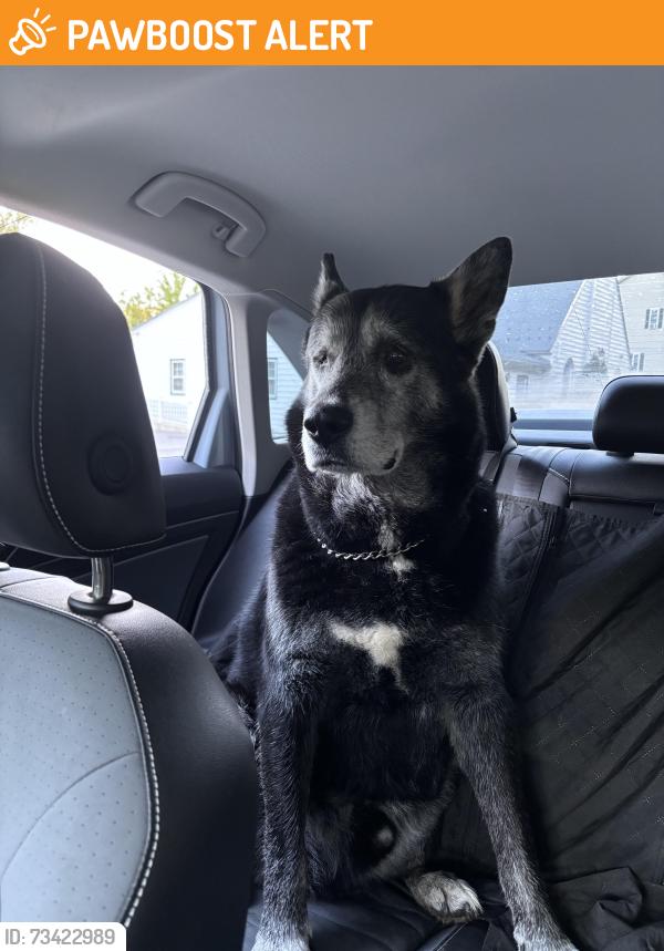 Found/Stray Unknown Dog last seen Craley Rd, Lower Windsor Township, PA 17366