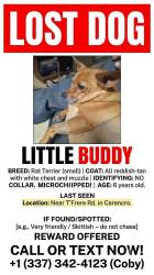 Lost Male Dog last seen Mouton grocery, Lafayette, LA 70501