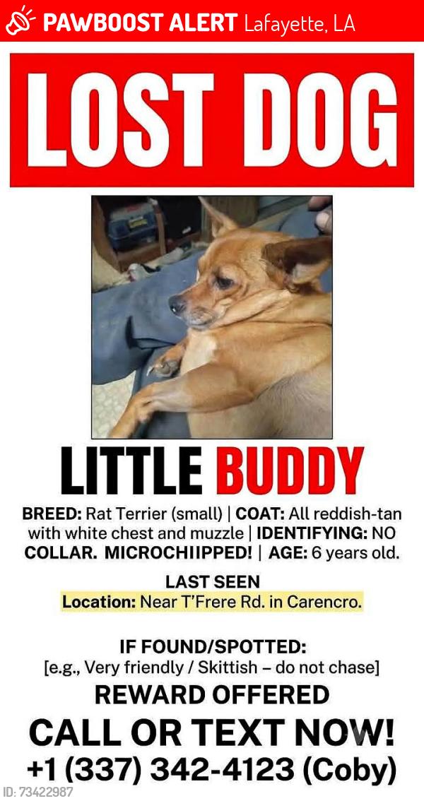 Lost Male Dog last seen Mouton grocery, Lafayette, LA 70501
