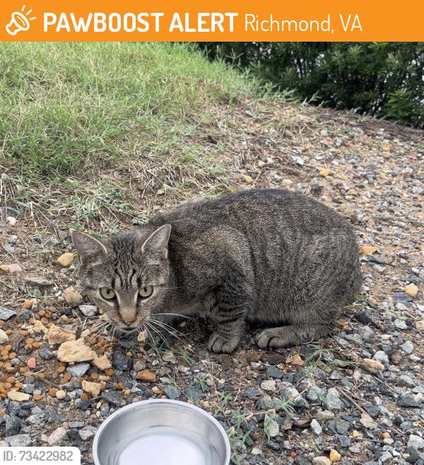 Found/Stray Unknown Cat last seen Hydro apmts Parking Lot, Richmond, VA 23224