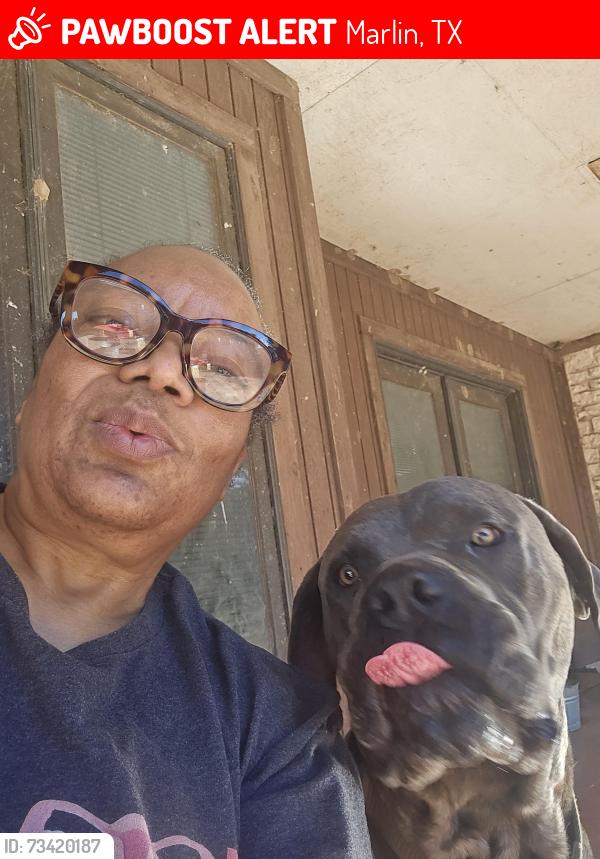 Lost Male Dog last seen Near state highway 7 marlin tx 76661, Marlin, TX 76661