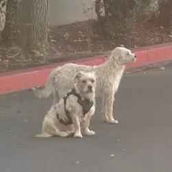 Lost Male Dog last seen McKee, San Jose, CA 95127