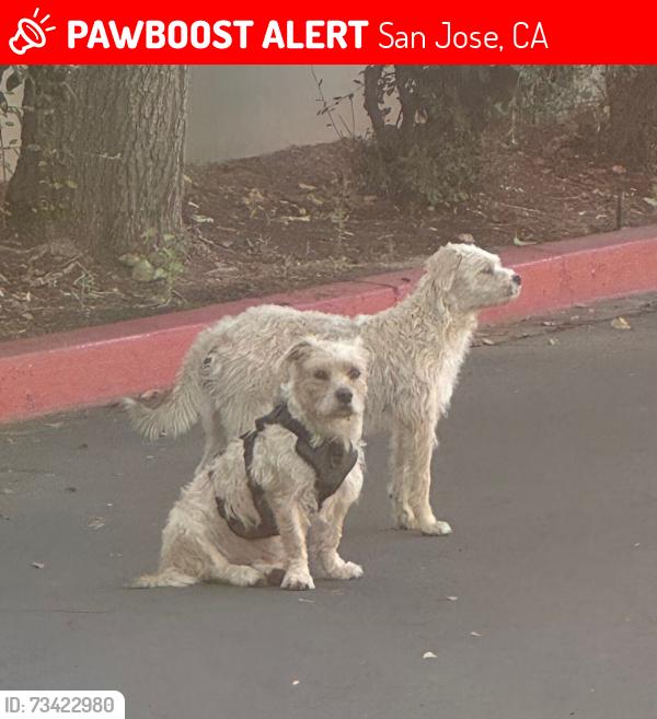 Lost Male Dog last seen McKee, San Jose, CA 95127