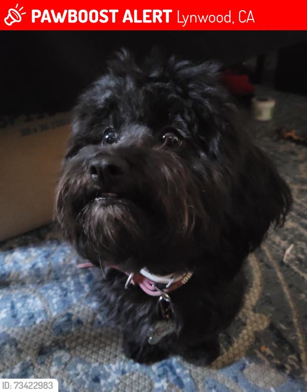 Lost Female Dog last seen Imperial & long beach, Lynwood, CA 90262