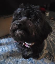 Lost Female Dog last seen Imperial & long beach, Lynwood, CA 90262