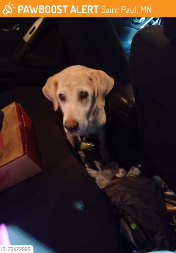 Found/Stray Male Dog last seen University and western, Saint Paul, MN 55103
