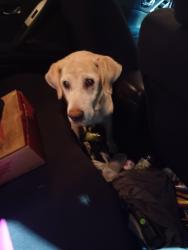 Found/Stray Male Dog last seen University and western, Saint Paul, MN 55103