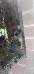 Found/Stray Female Dog last seen Healy dr. And Rachel dr., Mobile, AL 36695