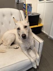Found/Stray Female Dog last seen Romelle/ Breezy, Orange, CA 92869